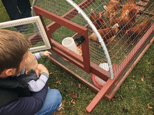 Lancaster Chickens 