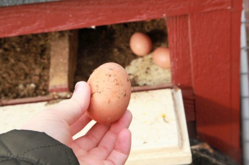 Lancaster Chickens 